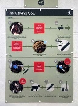 Figure 1. An example of a health protocol displayed next to the calving box, where it is most useful.
