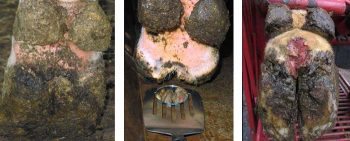 Figure 2. The same M2/active digital dermatitis lesion viewed at the feed fence, in the parlour and in the crush. IMAGES: Farm Dynamics.