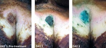 Figure 3. Response of a mild active lesion to treatment with topical oxytetracycline spray. Daily treatment for two consecutive days required. IMAGES: Farm Dynamics.