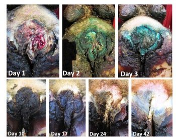 Figure 4. Response of a severe active lesion to treatment with topical oxytetracycline spray. Daily treatment for five consecutive days required. IMAGE: Farm Dynamics.