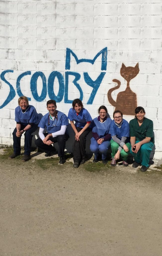 spay-academy-spain-vet-times