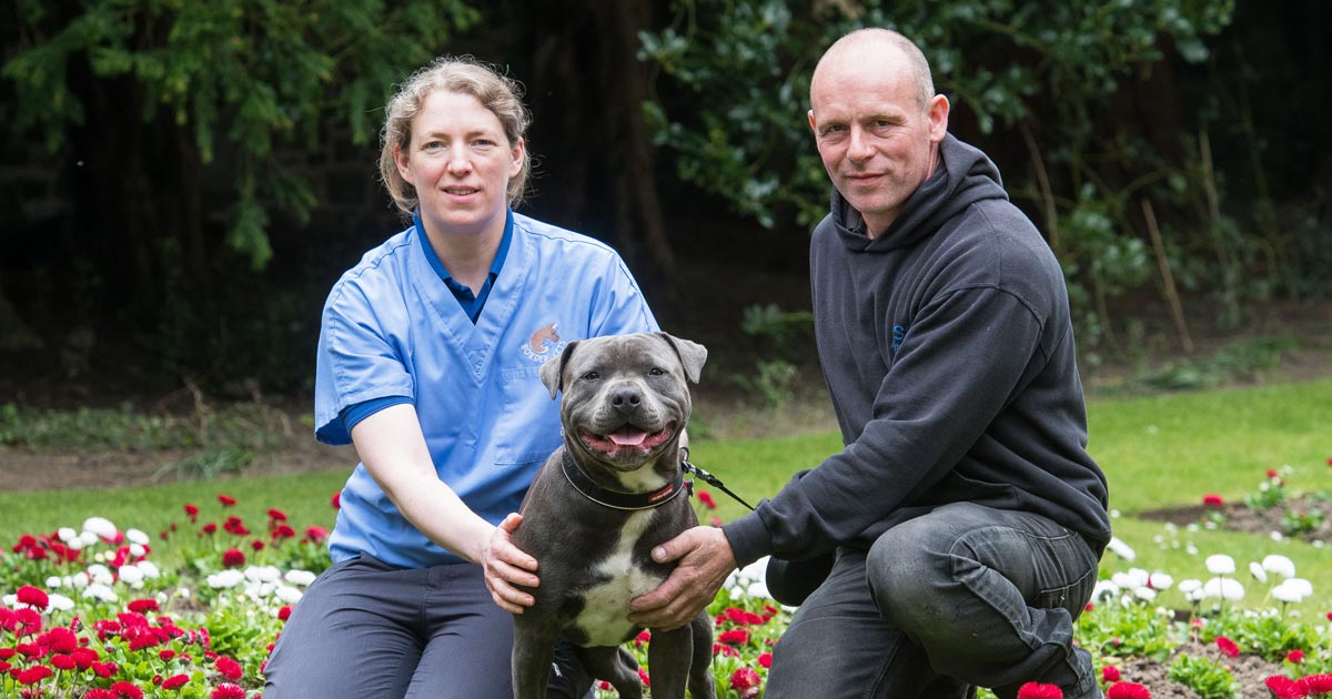 what-happens-if-my-dog-eats-rotten-meat