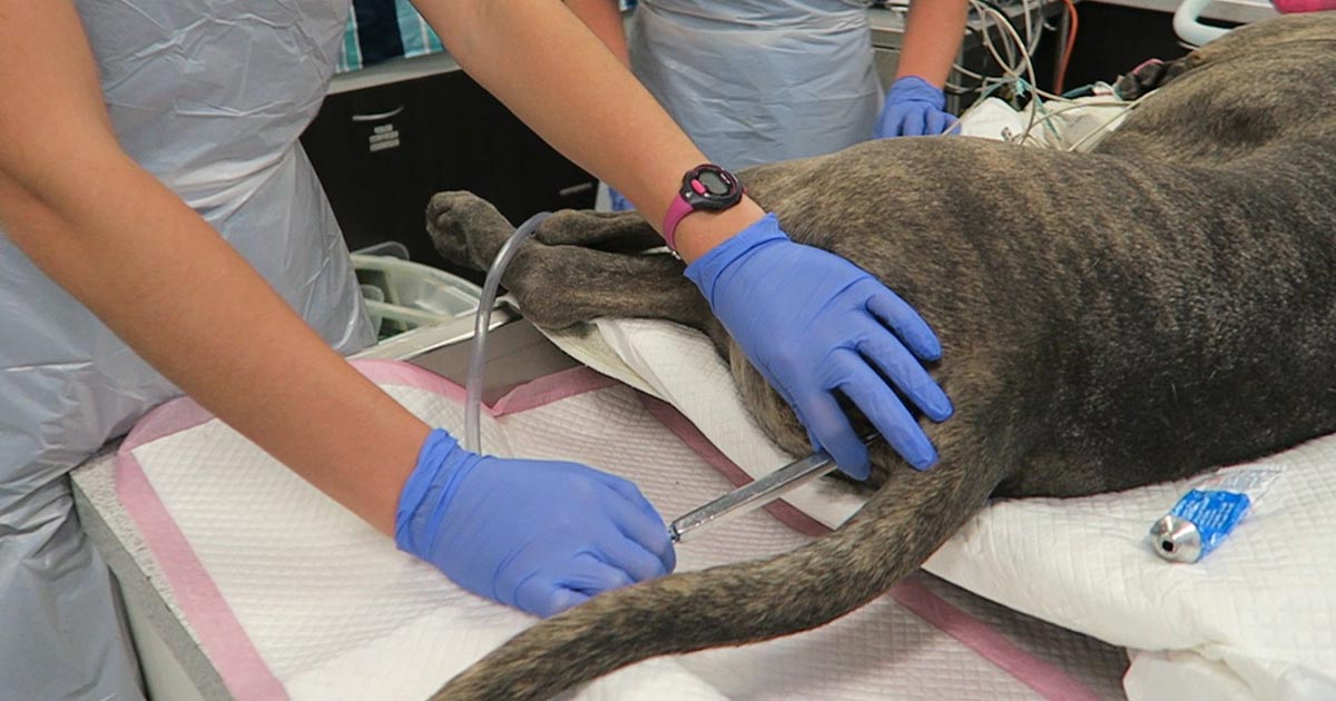 Is It Safe To Give A Dog An Enema