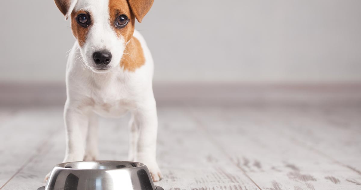 Raw diet for jack russell hotsell