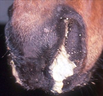 Figure 1. Purulent nasal discharge.