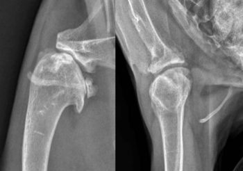 Figure 1. Mediolateral and craniocaudal radiographs of the shoulder of a 10-year-old cat presenting with moderate thoracic limb lameness associated with severe shoulder degenerative joint disease.