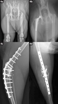 Figure 4. A selection of salvage surgical procedures for end-stage degenerative joint disease affecting feline joints. Femoral head and neck excision (4a), total hip replacement (4b) and stifle arthrodesis (4c and 4d).