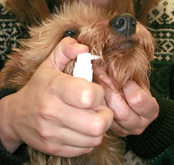 Figure 1. A dog receiving sublingual immunotherapy.