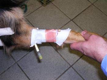 Figure 3. Placement of an IV catheter and constant monitoring of a dog undergoing “rush” injectable immunotherapy.