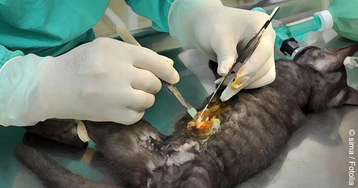 Cheap best sale vet medicine