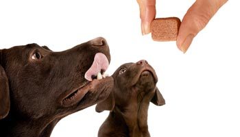 Palatable oral chews offer many benefits for pet owners.