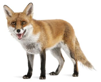 fox
