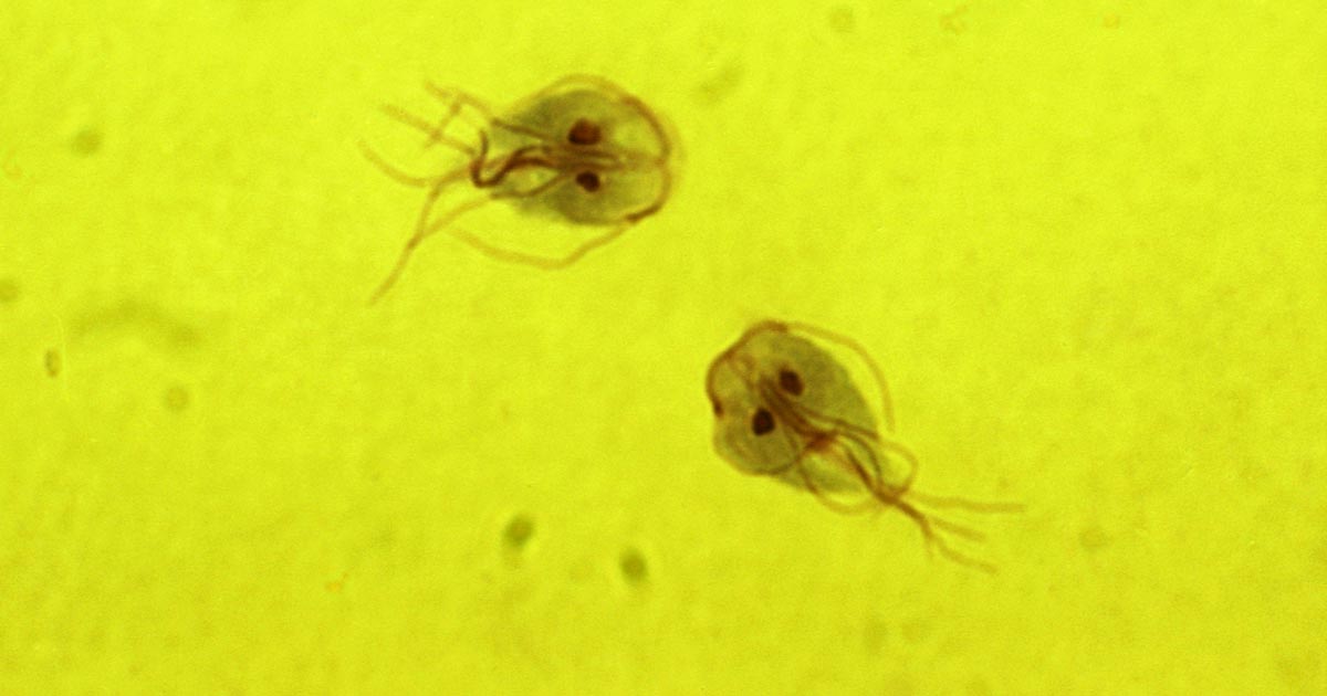 giardia elisa fals pozitiv)