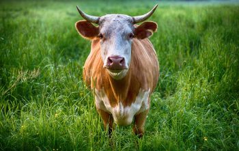 Bull