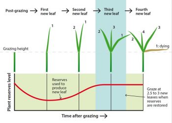 Figure 1. The leaf life cycle of a grass plant.