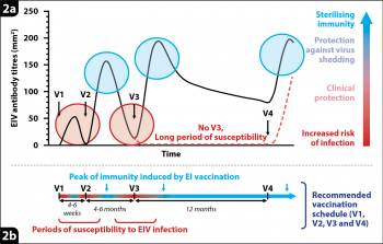Figure 2a. Kinetics of the antibody response induced by equine influenza (EI) vaccination and subsequent protection against EI. Figure 2b. Usual schedule of vaccination recommended for EI vaccines available in the UK. V = vaccination.
