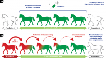 Figure 3. Emergency equine influenza vaccination. (3a) Principle of the vaccination buffer zone between two horse populations. (3b) Containment of the infected area through an effective reduction of virus shedding and disease transmission, with subsequent protection of the horse population outside the buffer zone.