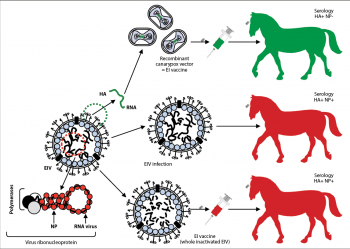 Figure 4. Differentiating infected from vaccinated animals. A horse infected with the equine influenza virus (EIV) or immunised with a whole inactivated equine influenza (EI) vaccine – for example, containing all the structural proteins of the virus – will mount an immune response and seroconversion against all structural proteins of the virus. Horses vaccinated with the recombinant canarypox-based EI vaccine will only seroconvert against the haemagglutinin (HA) protein of the EIV after immunisation (this vaccine only immunises against the EIV HA antigen). The use of a diagnostic assay measuring seroconversion to HA and another structural EIV protein, such as the nucleoprotein (NP), will allow vets to differentiate these horses based on their serological status – HA positive for horses vaccinated with the canarypox-based EI vaccine, as opposed to HA and NP positive for the other horses.