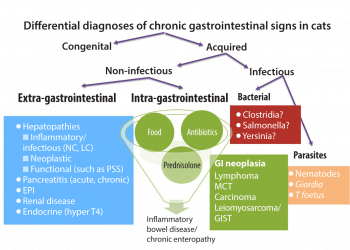 Figure 1. Algorithm of differential diagnoses that should be considered in feline cases of chronic gastrointestinal (GI) signs, such as vomiting, diarrhoea, weight loss and inappetence. Key: NC = neutrophilic cholangitis, LC = lymphocytic cholangitis, PSS = portosystemic shunt, EPI = exocrine pancreatic insufficiency, hyper T4 = hyperthyroidism, T foetus = Tritrichomonas foetus, MCT = mast cell tumour, GIST = gastrointestinal stromal tumour.