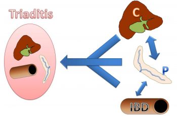 Figure 2. The relationship and co-occurance of feline cholangitis (C), pancreatitis (P), inflammatory bowel disease (IBD) and triaditis.