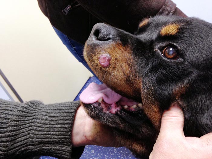 Incisional biopsy of this facial mast cell tumour revealed a tumour grade and allowed the vets to plan surgery accordingly.