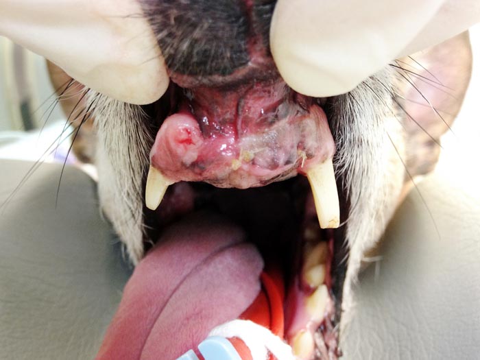 An incisional biopsy in this small oral mass case allowed vets to plan a relatively conservative partial rostral maxillectomy for the dog.