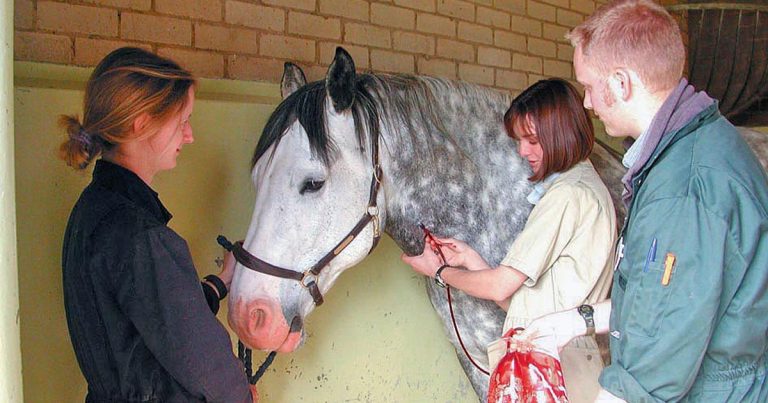 Fluid therapy in horses uses, types and administration