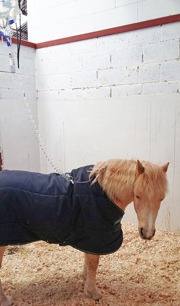 Figure 2. A horse being treated with IV fluid therapy.