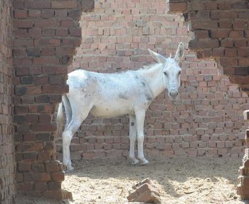 The Egyptian Society for Protection and Welfare of Working Animals provides a much-needed mobile clinic service to working donkey populations in surrounding rural areas and in the brick kilns of the El-Saf region. IMAGE: The Donkey Sanctuary.