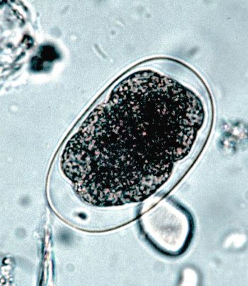 Figure 3. Eggs of the hookworm Ancylostoma caninum. The eggs are oval in shape and thin-shelled, measuring 52μm to 79μm by 28μm to 58μm.