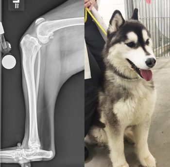 Figure 3. A mediolateral view of the left stifle and an image of the patient. This patient had suffered a previous tibial tuberosity avulsion fracture with concomitant damage to the proximal tibial physis, resulting in a growth disturbance and an excessive tibial plateau angle. This predisposed to development of cranial cruciate ligament disease early in life. 