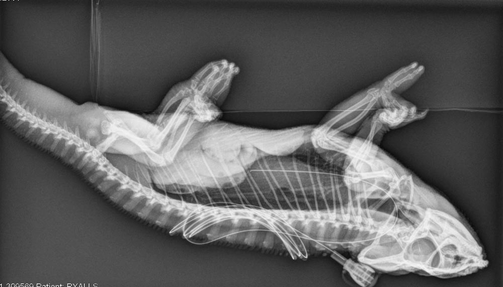 Figure 3. A right lateral radiograph to demonstrate correct placement of the pharyngostomy tube.