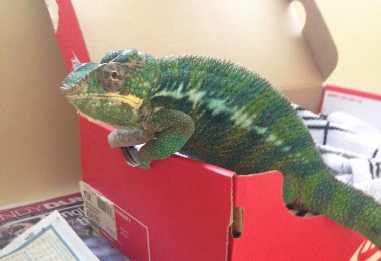 Figure 1. The four-year-old entire male panther chameleon patient.