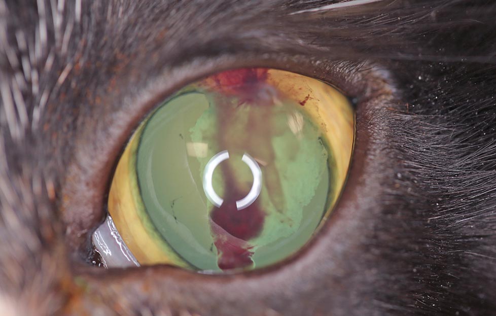 Figure 12. Hyphaema mixed with a moderate cloud of fibrin is seen occupying the central half of the anterior chamber of this cat. Note the complete mydriasis of the pupil secondary to underlying retinal detachment. Hyphaema and blindness is a common initial presentation complaint noted by the owner.