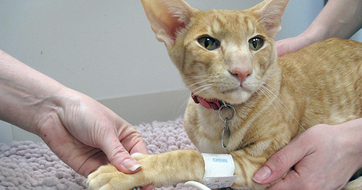 Figure 1. Performing a Doppler blood pressure assessment in a cat.