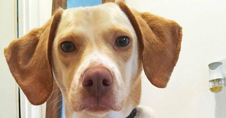 Diabetes insipidus in a dog | Vet Times