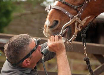 Equine dentist