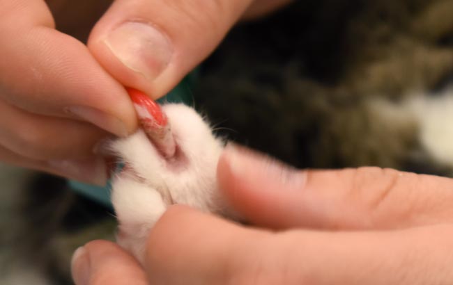 kitten nail covers