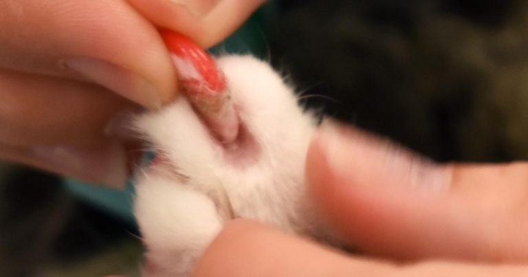 Cat Nail cap removal 