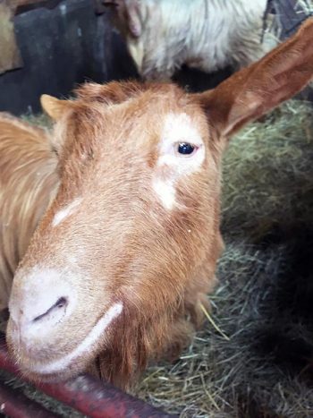 Figure 3. A golden Guernsey goat showing periorbital alopecia. IMAGE: Ben Dustan.
