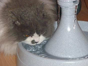 Figure 3. Some cats will drink more if offered a moving water source, such as this fountain.