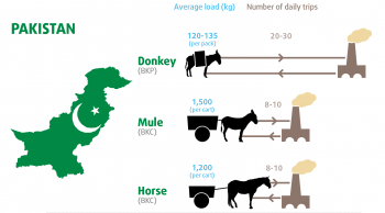 Figure 2. Typical loads carried or pulled by working equids in Pakistan brick kilns. DIAGRAM: Based on Brooke original. IMAGES: (mule) Fotolia/tcheres, (donkey) Fotolia/medesulda.