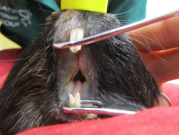 Figure 1. A guinea pig with advanced dental disease, anaesthetised for oral examination. Dental disease was the most commonly diagnosed in pet guinea pigs.