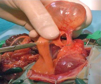 Figure 2. Among the reproductive disorders, ovarian cystic disease was most commonly seen, with a prevalence of 21.9%, especially in older females.