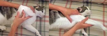 Figure 6. A four-year-old domestic shorthair cat with a normal range of motion of the shoulder allowing the joint to be flexed and extended parallel to the spine.