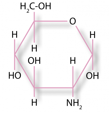 The chemical structure of glucosamine.