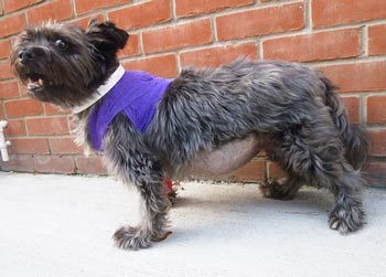 A diabetic dog with poor hair growth after being clipped for abdominal ultrasound, potentially suggestive of a second endocrinopathy, in this case hyperadrenocorticism. The dog also has a continuous glucose monitoring system in place (under bandage) to assist with determining the cause of poor insulin response.