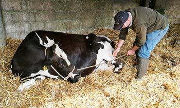 Securing a down cow for IV calcium by tying a halter to her hindlimb prevents her from rising during treatment.
