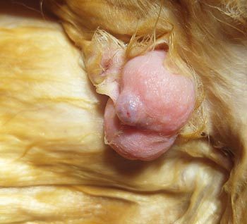 Figure 1. The testicle following clipping, with the pellet clearly visible.