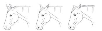 Figure 3. (3a) Facial expression of a pain-free, relaxed and attentive horse. (3b) Facial expression of a horse in pain, comprising all features of a pain face, including asymmetrical ears. (3c) Facial expression of a horse in pain, comprising all features of a pain face, including low ears. Illustrations: Andrea Klintbjer. Source: Gleerup et al, 2015.